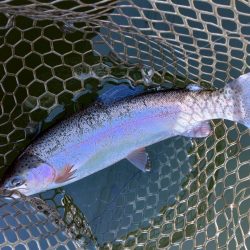 全面結氷！大安トラウトレイク